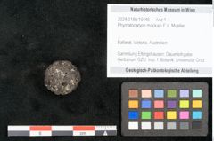Foto (Objekt + Etikett) von Phymatocaryon mackayi F.V. Mueller (NHMW-GEO-2024-0188-10446)